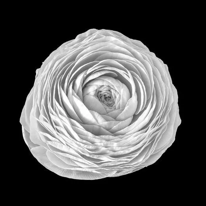Framed Print : Detailed fine art still life monochrome macro flower top view portrait of an isolated single white blooming buttercup Framed Print : Detailed fine art still life monochrome macro flower top view portrait of an isolated single white blooming buttercup