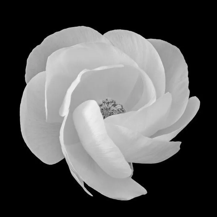 Framed Print : Detailed fine art still life monochrome macro flower front view portrait of a single isolated white blooming buttercup Framed Print : Detailed fine art still life monochrome macro flower front view portrait of a single isolated white blooming buttercup