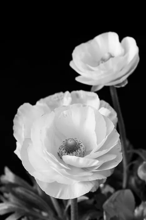 Framed Print : Detailed fine art still life monochrome seasonal macro top view portrait of blooming white buttercup blossoms with