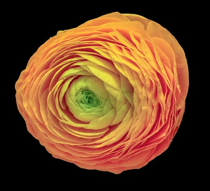 Framed Print : Detailed fine art still life pastel color macro flower top view portrait of an isolated single orange yellow green