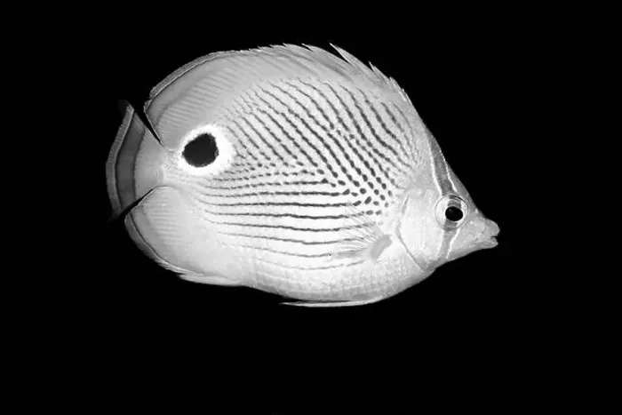 Framed Print : A detailed, high-contrast image of a black and white fish Framed Print : A detailed, high-contrast image of a black and white fish