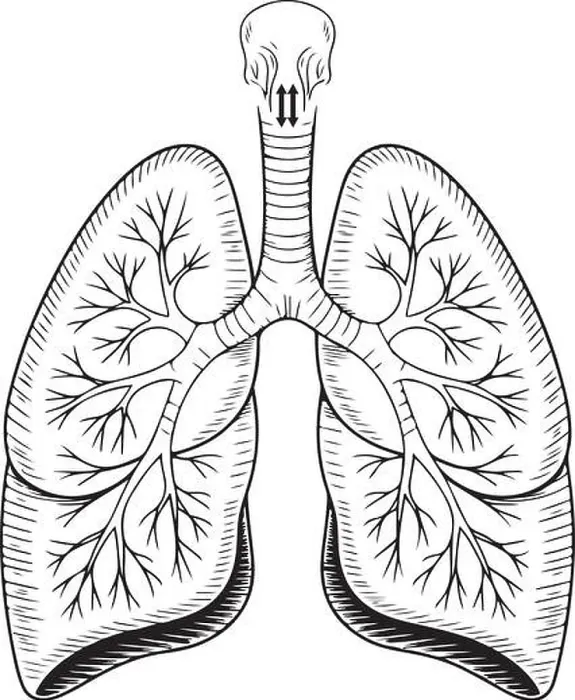 Framed Print : Detailed Human Lungs Illustration – Respiratory System Anatomy Diagram Framed Print : Detailed Human Lungs Illustration – Respiratory System Anatomy Diagram
