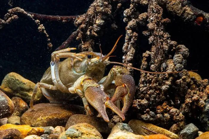 Framed Print : A detailed image capturing a European freshwater crayfish Framed Print : A detailed image capturing a European freshwater crayfish