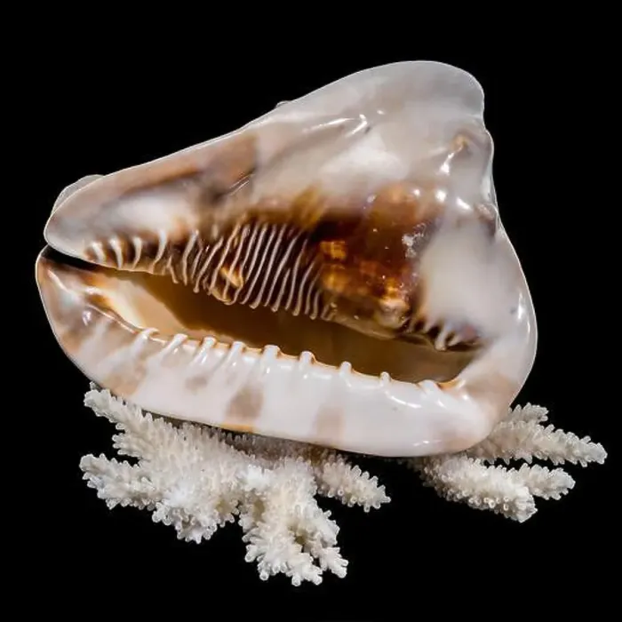 Framed Print : A detailed King Helmet Shell resting on a white coral
