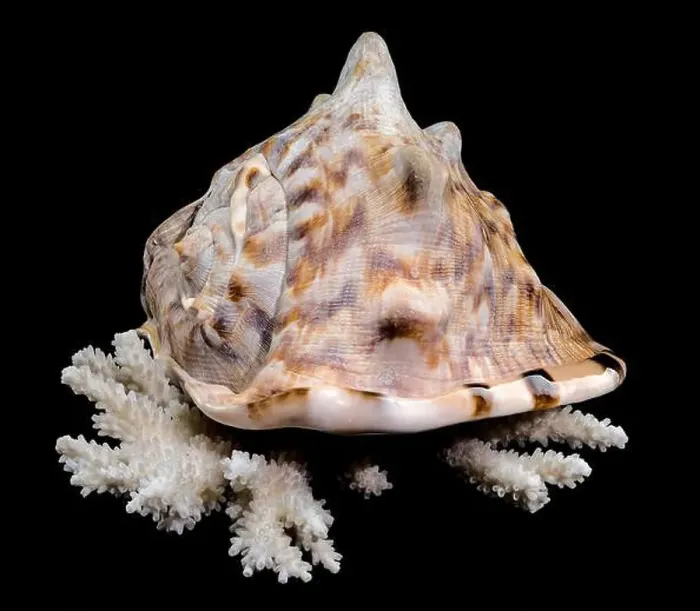 Framed Print : A detailed King Helmet Shell resting on a white coral