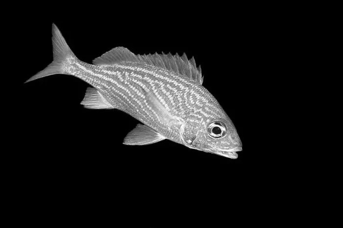 Framed Print : A detailed monochrome image of a fish Framed Print : A detailed monochrome image of a fish