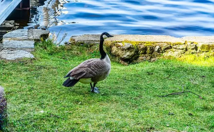 Framed Print : A detailed shot of a Canada Goose at Cranberry Lake in Deception Pass State Park in Washington State Framed Print : A detailed shot of a Canada Goose at Cranberry Lake in Deception Pass State Park in Washington State