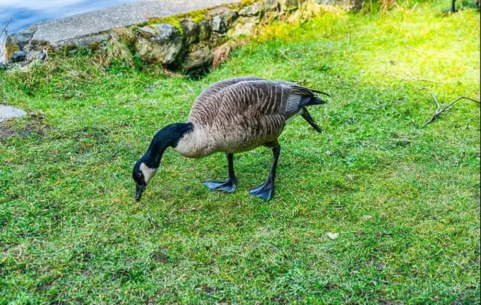 Framed Print : A detailed shot of a Canada Goose at Cranberry Lake in Deception Pass State Park in Washington State Framed Print : A detailed shot of a Canada Goose at Cranberry Lake in Deception Pass State Park in Washington State