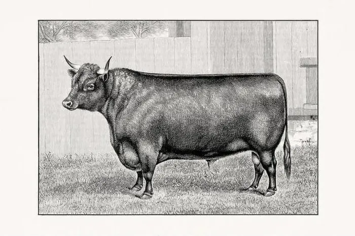 Framed Print : Devon Cattle. Antique cattle illustration of a bull from an 1887 livestock book Framed Print : Devon Cattle. Antique cattle illustration of a bull from an 1887 livestock book