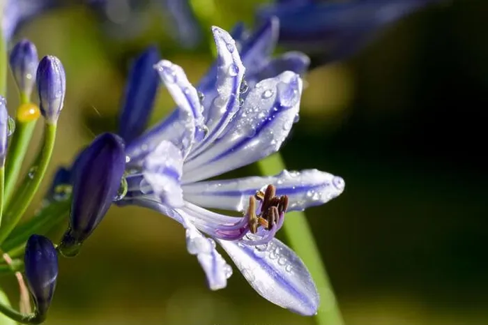 Framed Print : Dew on Agapanthus (Agapanthus sp) flowers Blue Triumphator Framed Print : Dew on Agapanthus (Agapanthus sp) flowers Blue Triumphator