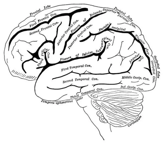 Framed Print : Diagram of the left cerebral hemisphere Framed Print : Diagram of the left cerebral hemisphere