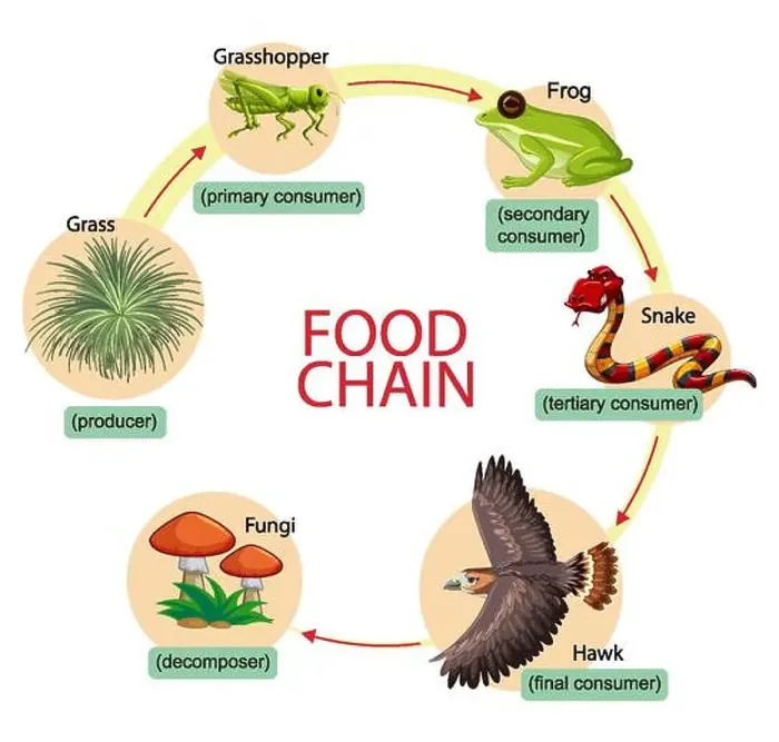 Framed Print : Diagram showing food chain illustration Framed Print : Diagram showing food chain illustration