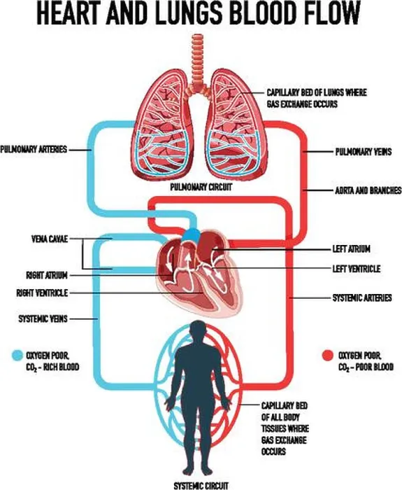 Framed Print : Diagram showing heart and lungs blood flow illustration Framed Print : Diagram showing heart and lungs blood flow illustration