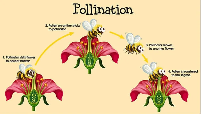 Framed Print : Diagram showing pollination with bee and flowers Framed Print : Diagram showing pollination with bee and flowers