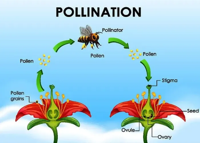 Framed Print : Diagram showing pollination cycle Framed Print : Diagram showing pollination cycle