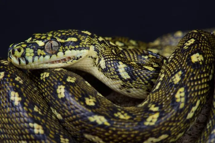 Framed Print : Diamond python / Morelia s.spilota Framed Print : Diamond python / Morelia s.spilota