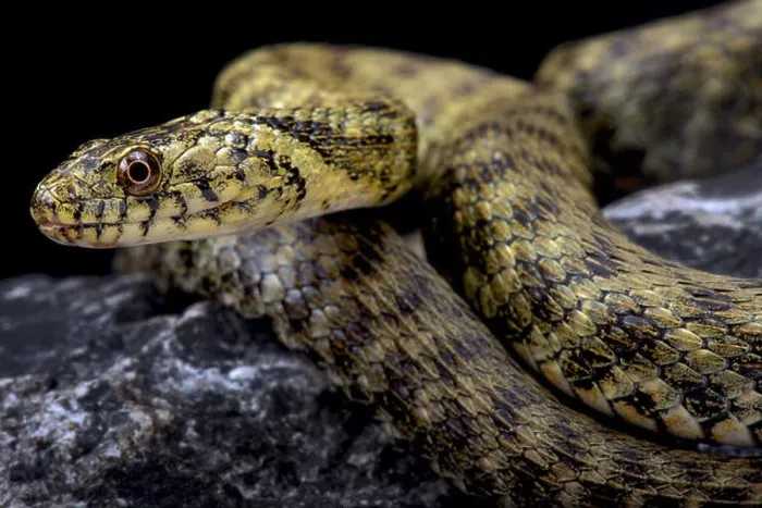 Framed Print : Dice snake, Natrix tessellata Framed Print : Dice snake, Natrix tessellata