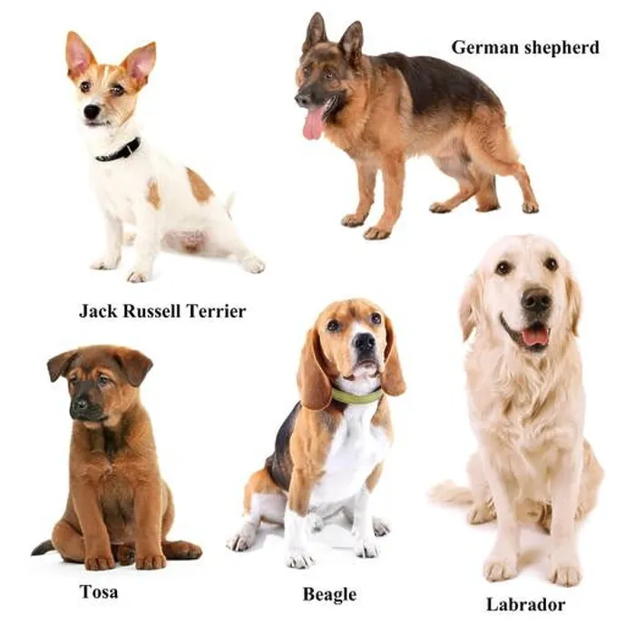 Framed Print : Different breeds of dogs Framed Print : Different breeds of dogs