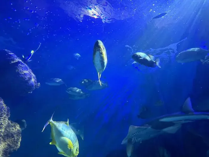 Framed Print : Different fishes swimming in sea, low angle view. Underwater world