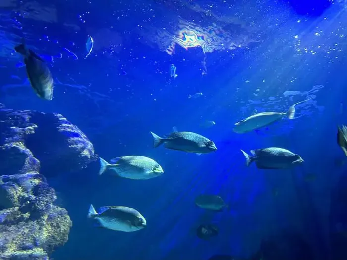 Framed Print : Different fishes swimming in sea, low angle view. Underwater world Framed Print : Different fishes swimming in sea, low angle view. Underwater world