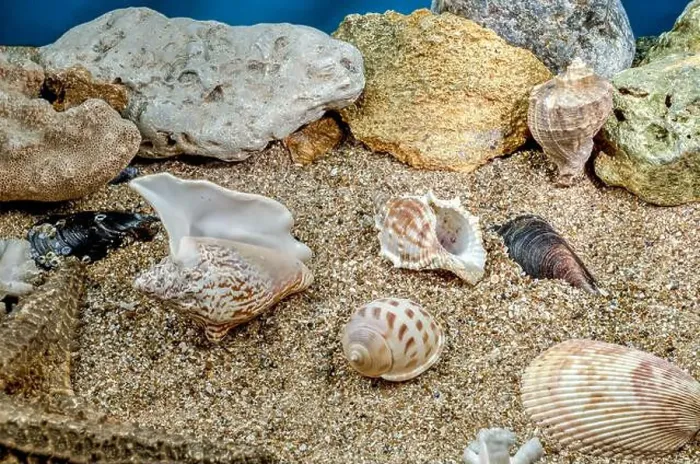 Framed Print : Several different seashells on a sand underwater Framed Print : Several different seashells on a sand underwater