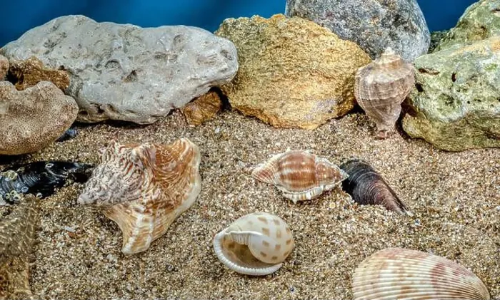 Framed Print : Several different seashells on a sand underwater Framed Print : Several different seashells on a sand underwater