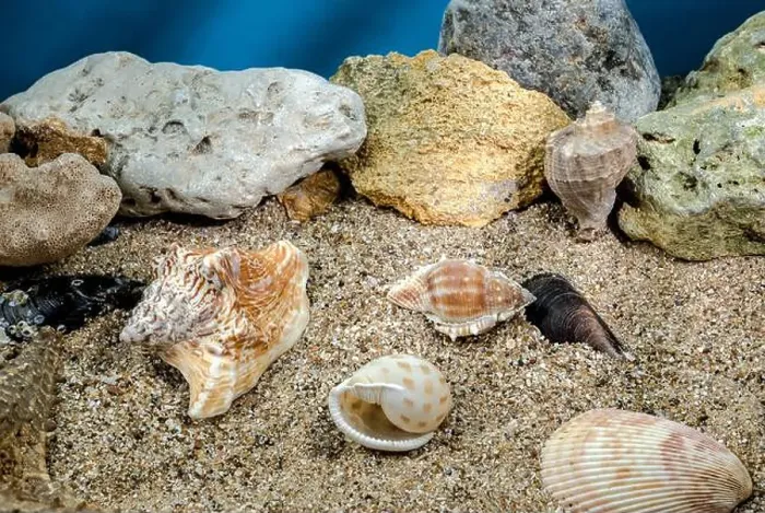 Framed Print : Several different seashells on a sand underwater Framed Print : Several different seashells on a sand underwater