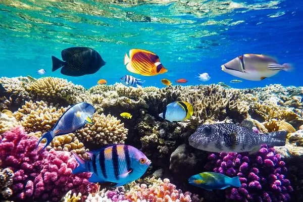 Different tropical fish on a coral reef in the Red Sea