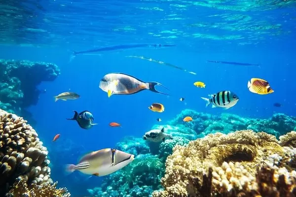 Different tropical fish on a coral reef in the Red Sea