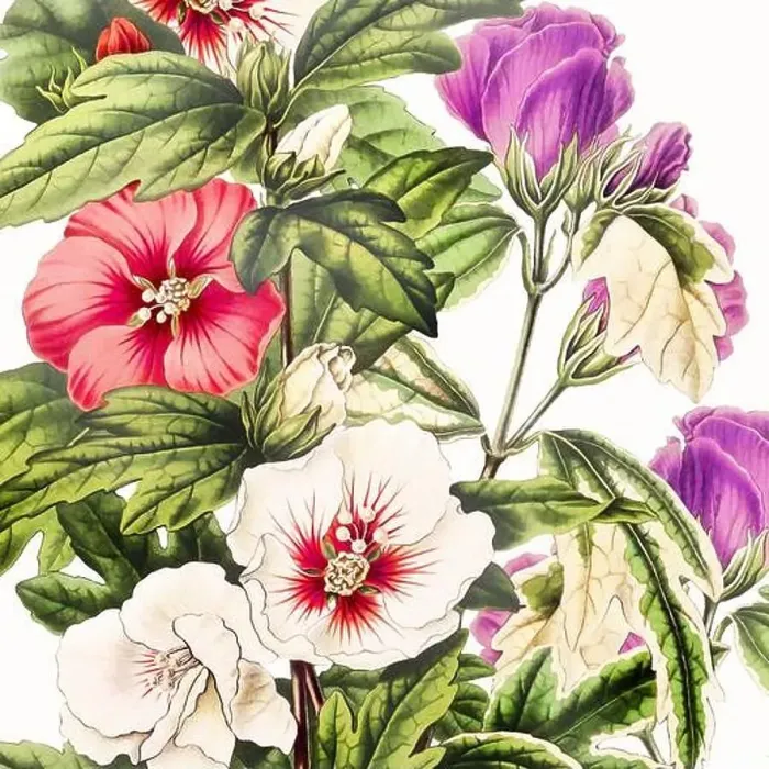 Framed Print : Digital floral watercolor vibes on textured white Framed Print : Digital floral watercolor vibes on textured white