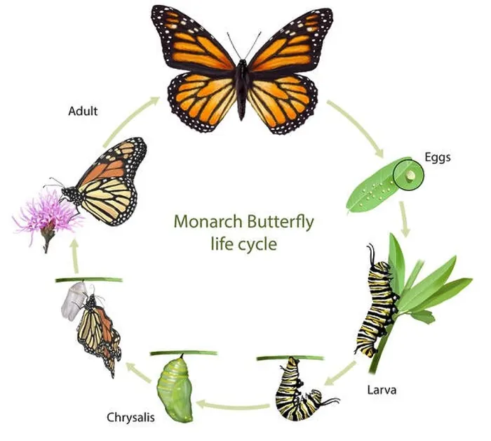 Framed Print : Digital illustration of a monarch butterfly life cycle Framed Print : Digital illustration of a monarch butterfly life cycle