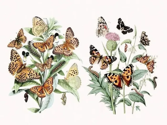 Framed Print : Digital watercolor butterflies: a burst of vibrant colors on textured white Framed Print : Digital watercolor butterflies: a burst of vibrant colors on textured white