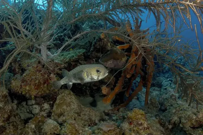 Framed Print : A Diodon hystryx or spot-fin porcupinefish navigates through a vibrant underwater landscape adorned with soft corals Framed Print : A Diodon hystryx or spot-fin porcupinefish navigates through a vibrant underwater landscape adorned with soft corals