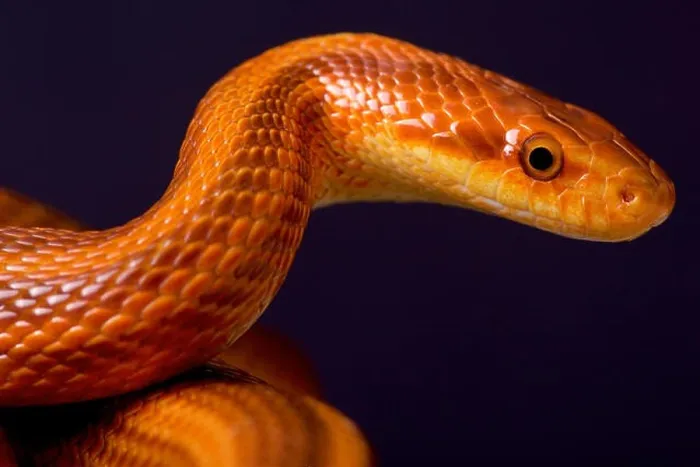 Framed Print : Dione's rat snake  /  Elaphe dione