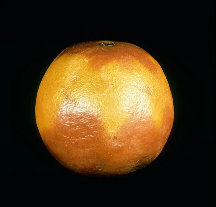 Framed Print : Diplodia stem end rot (Lasiodiplodia theobromae) on stored orange fruit Framed Print : Diplodia stem end rot (Lasiodiplodia theobromae) on stored orange fruit