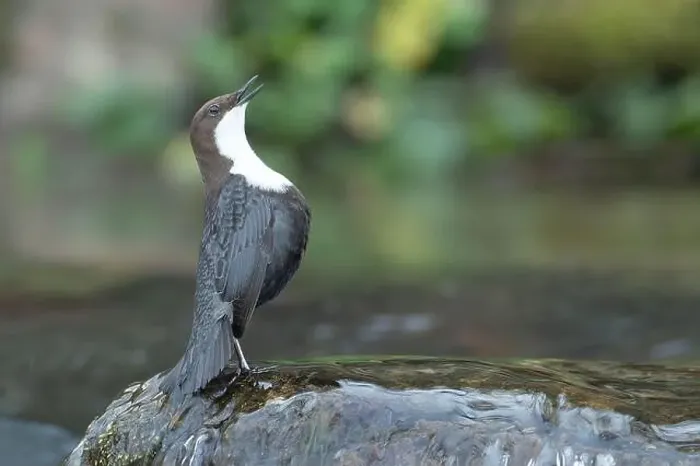 Framed Print : Dipper male in a mountain river before the sun rises in the mating season waiting for the female Framed Print : Dipper male in a mountain river before the sun rises in the mating season waiting for the female
