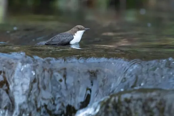 Framed Print : Dipper male in a mountain river before the sun rises in the mating season waiting for the female Framed Print : Dipper male in a mountain river before the sun rises in the mating season waiting for the female