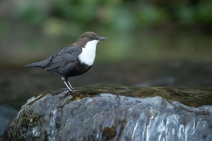 Framed Print : Dipper male in a mountain river before the sun rises in the mating season waiting for the female Framed Print : Dipper male in a mountain river before the sun rises in the mating season waiting for the female
