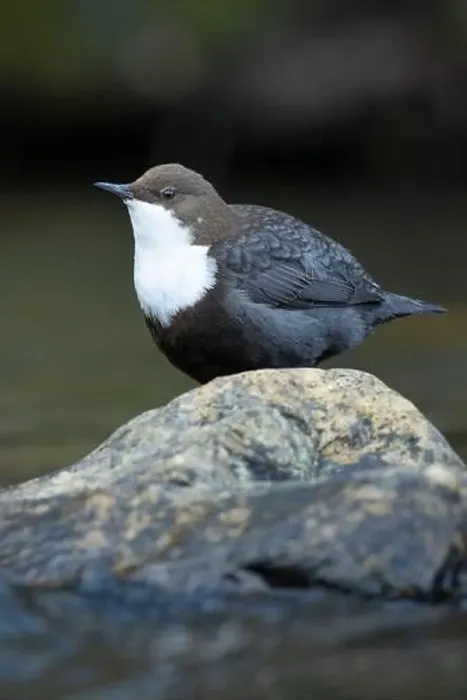 Framed Print : Dipper male in a mountain river before the sun rises in the mating season waiting for the female Framed Print : Dipper male in a mountain river before the sun rises in the mating season waiting for the female