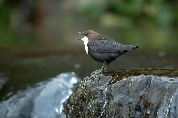 Framed Print : Dipper male in a mountain river before the sun rises in the mating season waiting for the female Framed Print : Dipper male in a mountain river before the sun rises in the mating season waiting for the female