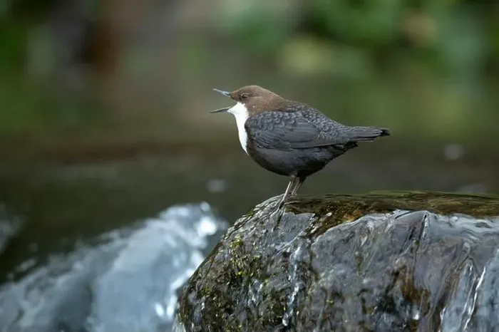 Framed Print : Dipper male in a mountain river before the sun rises in the mating season waiting for the female Framed Print : Dipper male in a mountain river before the sun rises in the mating season waiting for the female