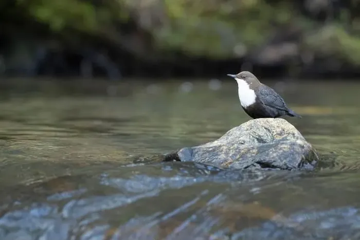 Framed Print : Dipper male in a mountain river before the sun rises in the mating season waiting for the female Framed Print : Dipper male in a mountain river before the sun rises in the mating season waiting for the female
