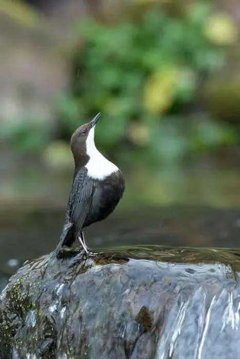 Framed Print : Dipper male in a mountain river before the sun rises in the mating season waiting for the female Framed Print : Dipper male in a mountain river before the sun rises in the mating season waiting for the female