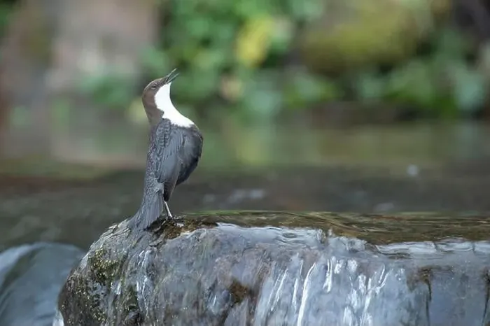 Framed Print : Dipper male in a mountain river before the sun rises in the mating season waiting for the female Framed Print : Dipper male in a mountain river before the sun rises in the mating season waiting for the female