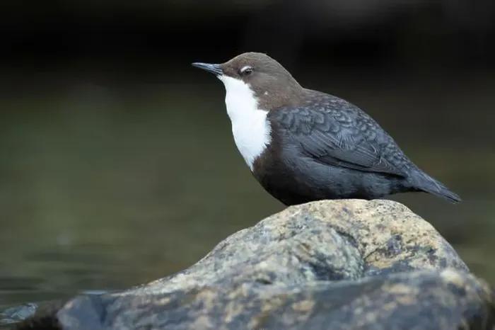 Framed Print : Dipper male in a mountain river before the sun rises in the mating season waiting for the female Framed Print : Dipper male in a mountain river before the sun rises in the mating season waiting for the female