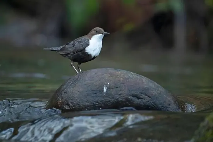 Framed Print : Dipper male in a mountain river before the sun rises in the mating season waiting for the female Framed Print : Dipper male in a mountain river before the sun rises in the mating season waiting for the female