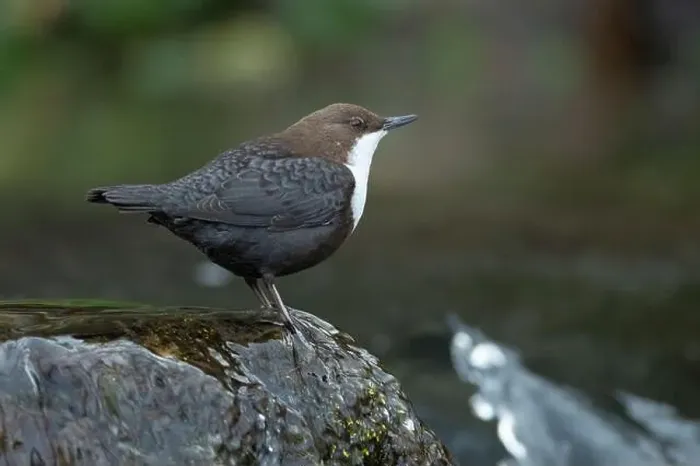 Framed Print : Dipper male in a mountain river before the sun rises in the mating season waiting for the female Framed Print : Dipper male in a mountain river before the sun rises in the mating season waiting for the female