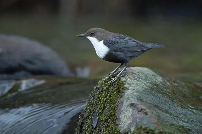 Framed Print : Dipper male in a mountain river before the sun rises in the mating season waiting for the female Framed Print : Dipper male in a mountain river before the sun rises in the mating season waiting for the female