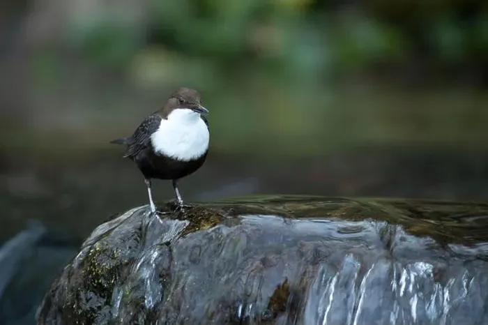 Framed Print : Dipper male in a mountain river before the sun rises in the mating season waiting for the female