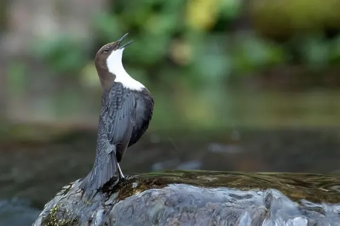 Framed Print : Dipper male in a mountain river before the sun rises in the mating season waiting for the female Framed Print : Dipper male in a mountain river before the sun rises in the mating season waiting for the female